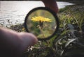 Observing yellow dandelion flower by the lake shore, enlarging it with photo lens filter to make it bigger