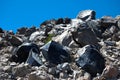 Obsidian in Lava Field