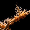 Obsidian Seafloor Symphony: Dried Branches of Sea Corals Harmonizing in the Depths on a Black Background