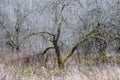 Dead dried apple trees orchard Royalty Free Stock Photo