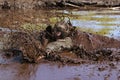 Obstacle race runner in action