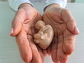 Obstetrician gynecologist doctor holds small artificial model of human fetus closeup