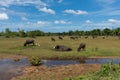 Obstinacy of asian water buffalo on the meadow farm land Royalty Free Stock Photo