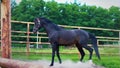 The obstinate dark horse in the paddock under the open sky. The horse shows his temper