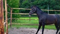 The obstinate dark horse in the paddock under the open sky. The horse shows his temper