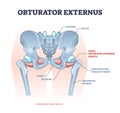 Obturator externus muscle location and hip skeletal structure outline diagram Royalty Free Stock Photo