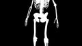 Obturator externus muscles on skeleton