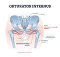 Obturator internus muscle with externus location near pelvis outline diagram Royalty Free Stock Photo