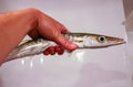 The obtuse barracuda - Sphyraena obtusata (Sphyraenidae), fish caught in the Red Sea in hand