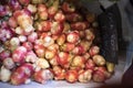 Oca root for sale at the farmer market Royalty Free Stock Photo