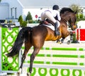 1-30-21 Ocala, FL Equestrian Sports, Horse jumping Show Jumping competition Horse Riding view of female riding brown muscular