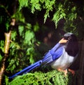 Occipital Blue Pie sitting on a thin branch looking to the left