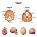 Occipital bone. With the name and description of all sites. Royalty Free Stock Photo