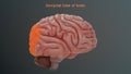 Occipital lobe of human brain Royalty Free Stock Photo