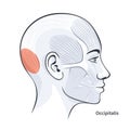 Occipitalis female facial muscles detailed anatomy vector illustration Royalty Free Stock Photo