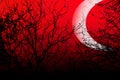 Occulture landscape silhouettes. Tree branches on deep red sky background at night dusk time. Big horned moon raises over.