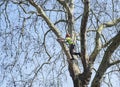 Occupation: Arborist climbing with ropes in protective gear limbing a tree branch. 1