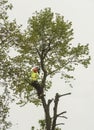 Occupation: Arborist climbing with ropes in protective gear limbing a tree branch. 2