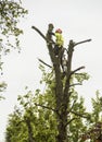 Occupation: Arborist climbing with ropes in protective gear limbing a tree branch. 4