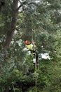 Occupation: Arborist climbing with ropes in protective gear prior to limbing a tree branch. 2