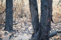 After the occurrence of wildfire, Tree is on fire Royalty Free Stock Photo