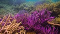 ocean acidification and global warming damage coral reefs