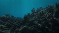 ocean acidification and global warming damage coral reefs