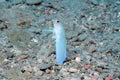 The ocean is alive with sound  and this yellowhead jawfish in Flower Garden Banks National Royalty Free Stock Photo