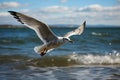 Ocean aviator Gull in flight, wings span over the sea Royalty Free Stock Photo