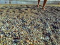 Ocean background with copy space - male wet bare feet walk on multicolored stones on a pebble beach. Tropical beach vacation Royalty Free Stock Photo