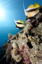 Ocean and bannerfish
