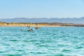 Ocean bay and flock of pelicans, green hills and clear blue sky background