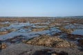 Ocean and beach with green seagrass at sunset