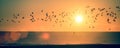 Ocean beach at sunset with silhouettes of seagulls. Royalty Free Stock Photo