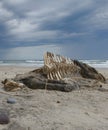 Ocean Beach Whale Bones Tasmania Royalty Free Stock Photo