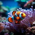 Ocean beauty Vibrant clown fish navigate a lively coral environment