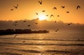 Ocean birds at dawn
