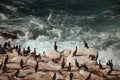 OCean birds resting on the rock - cormorands and pelicans against pacific ocean waves