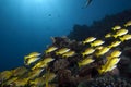 Ocean and blue-striped snappers