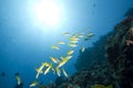 Ocean and blue-striped snappers