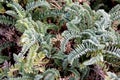 Ocean bluff milkvetch, Nuttall`s milkvetch, Astragalus nuttallii