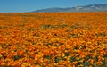 Ocean of California poppies