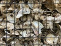 Basket oyster shellfish shell Background slide ppt Microsoft PowerPoint