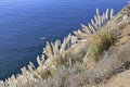 Ocean cliff side wildflowers tall grass ocean California