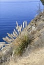 Ocean cliff side wildflowers tall grass