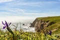 Ocean Cliffs and a Flower