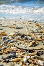 Ocean coast seashells lying on golden sand of Callibogue sound and foamy wave in the back Royalty Free Stock Photo