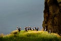 Ocean coastline landscape with flock of puffins standing on a cliff, Iceland