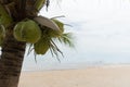 Ocean coconut tree fruit exotic object relax scene Royalty Free Stock Photo