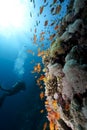 Ocean,coral and a diver Royalty Free Stock Photo